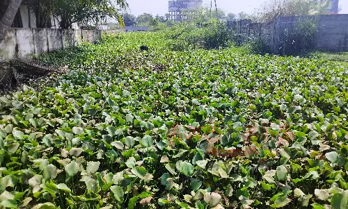 வடிகால் வாய்க்காலை ஆக்கிரமித்துள்ள ஆகாயத்தாமரை செடிகள்