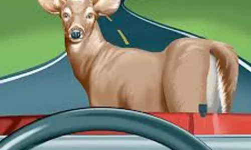 ஆசனூர் அருகே லாரி மோதி 3 புள்ளிமான்கள் பலி- டிரைவர் மீது வழக்குப்பதிவு