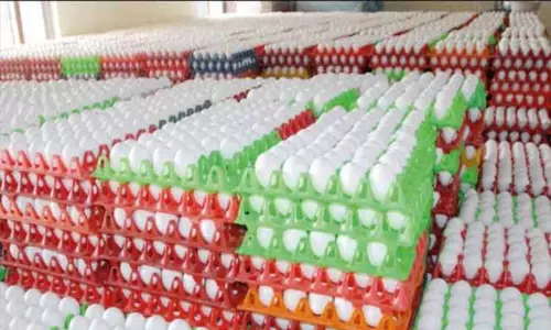 நாமக்கல் மண்டலத்தில் முட்டை விலை மேலும் 5 காசுகள் உயர்வு நாமக்கல் மண்டலத்தில் முட்டை விலை மேலும் 5 காசுகள் உயர்வு