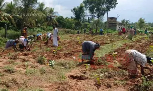 பொள்ளாச்சி பகுதி பூங்காக்களில் 44 ஆயிரம் மரக்கன்றுகள் நடப்படும்-  அதிகாரிகள் தகவல்