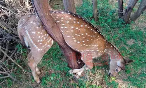 மரக்கிளையில் சிக்கி மான் சாவு மரக்கிளையில் சிக்கி மான் சாவு