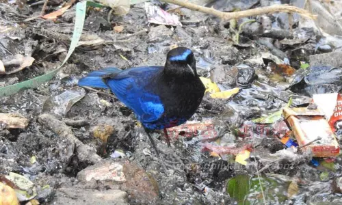 மலபார் விசிலிங் திரஸ் பறவைகளின் உள்ளூர் வலசை தொடங்கியது மலபார் விசிலிங் திரஸ் பறவைகளின் உள்ளூர் வலசை தொடங்கியது