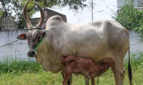 பழையகோட்டை மாட்டுத்தாவணியில் காங்கயம் இன மயிலை பசுமாடு ரூ.76ஆயிரத்திற்கு விற்பனை செய்யப்பட்டது. பழையகோட்டை மாட்டுத்தாவணியில் காங்கயம் இன மயிலை பசுமாடு ரூ.76ஆயிரத்திற்கு விற்பனை செய்யப்பட்டது.