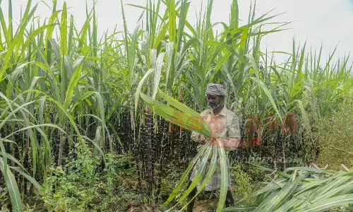பொங்கல் பண்டிகை தேவைக்காக நன்கு வளர்ந்து காணப்படும் செங்கரும்பு