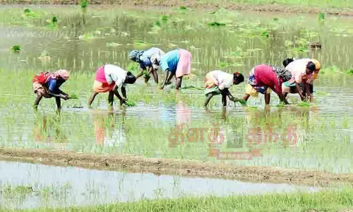 விவசாய பணி மும்முரம்