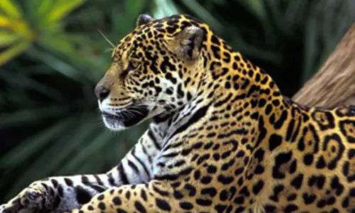 தேயிலை தோட்டத்தில் இறந்து கிடந்த சிறுத்தை