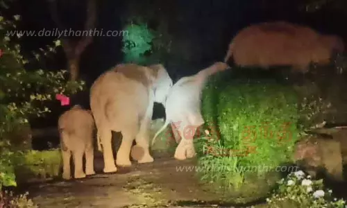காட்டு யானைகள் நடமாட்டம் அதிகரிப்பு
