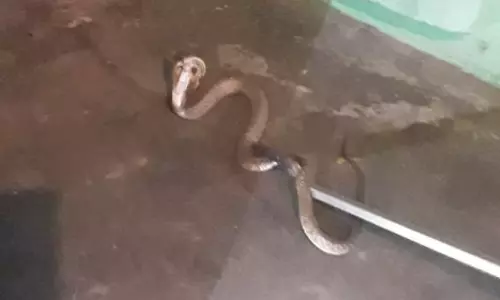 வீட்டிற்குள் புகுந்த 6 அடி நீள பாம்பு