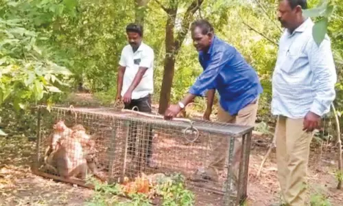 மாமல்லபுரம் அருகே பொதுமக்களை அச்சுறுத்தி வந்த குரங்குகள் கூண்டு வைத்து பிடிக்கப்பட்டன; வனத்துறையினர் நடவடிக்கை