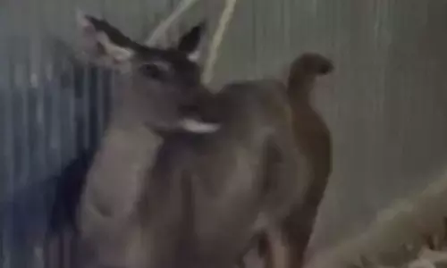 தூத்துக்குடி: மிளா உயிரிழந்த சம்பவம்;  வனத்துறை ஊழியர்கள் 3 பேர் பணியிடை நீக்கம்