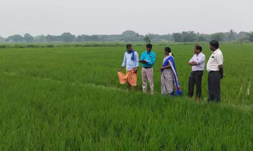 கீரப்பாளையம் பகுதியில்    நோய் தாக்கிய நெற்பயிர்களை அதிகாரிகள் ஆய்வு