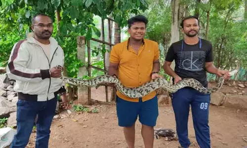 8 அடி நீள மலைப்பாம்பு பிடிபட்டது