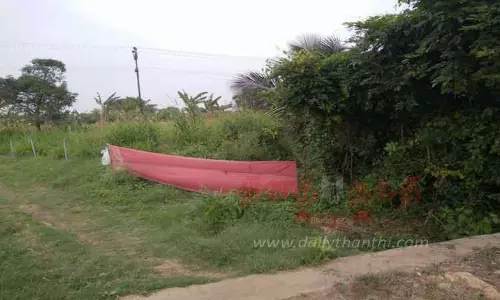 விவசாய நிலங்களுக்குள் புகுந்து காட்டுப்பன்றிகள் அட்டகாசம்