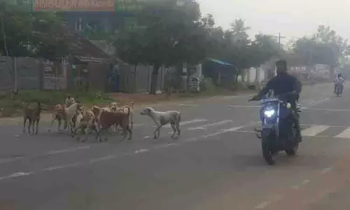 சாலையில் சுற்றித்திரியும் நாய்களால் வாகன ஓட்டிகள் அவதி