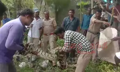 10 அடி நீள மலைப்பாம்பு பிடிபட்டது 10 அடி நீள மலைப்பாம்பு பிடிபட்டது