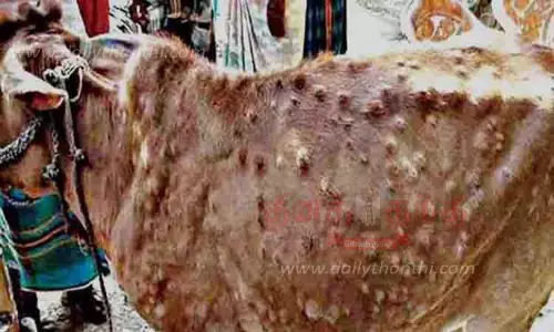 பெரியம்மை நோய் பரவலால் பாதிப்புக்குள்ளாகும் மாடுகள் பெரியம்மை நோய் பரவலால் பாதிப்புக்குள்ளாகும் மாடுகள்