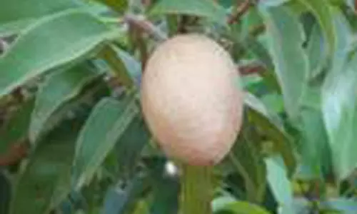 உழவன் செயலியில் பதிவு செய்த விவசாயிகளுக்கு மரக்கன்றுகள்