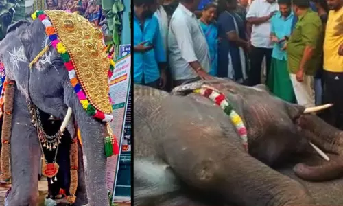 புகழ்பெற்ற மணக்குள விநாயகர் கோவில் யானை லட்சுமி திடீர் மரணம்...! புகழ்பெற்ற மணக்குள விநாயகர் கோவில் யானை லட்சுமி திடீர் மரணம்...!