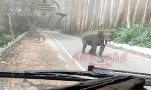 வாகனங்களை வழிமறித்த காட்டு யானை