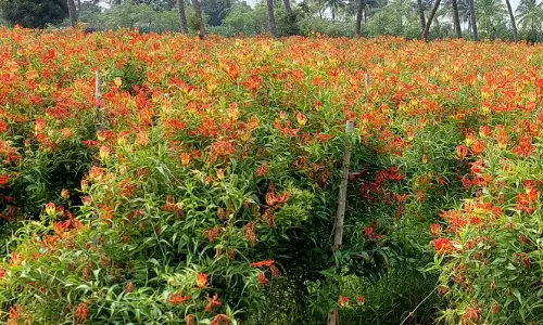 கண்வலிகிழங்கு, விதைகள் அமோக விளைச்சல்