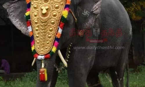 மணக்குள விநாயகர் கோவில் யானை லட்சுமி திடீர் சாவு மணக்குள விநாயகர் கோவில் யானை லட்சுமி திடீர் சாவு