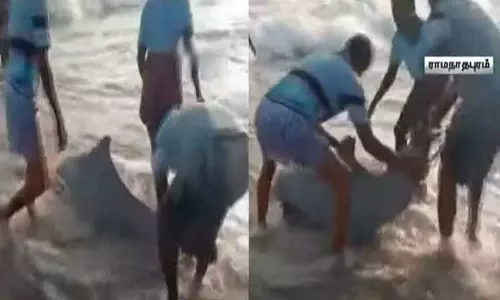 ராமநாதபுரம்: வலையில் சிக்கிய டால்பின்களை கடலில் விட்ட மீனவர்களுக்கு பரிசுத்தொகை அறிவித்த வனக்காப்பாளர்