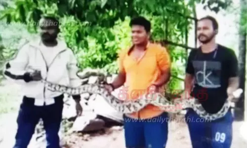 8 அடி நீள மலைப்பாம்பு பிடிபட்டது