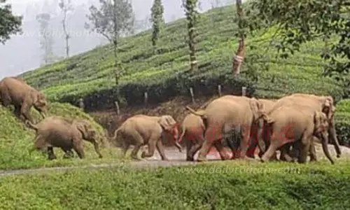 பட்டப்பகலில் உலா வரும் காட்டுயானைகள்