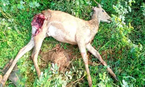 நாய் கடித்து புள்ளிமான் சாவு நாய் கடித்து புள்ளிமான் சாவு