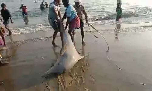 மீனவர்கள் வலையில் சிக்கிய 2 டால்பின்கள் கடலில் விடப்பட்டன