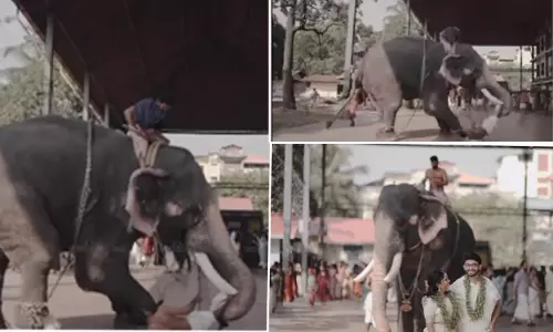 திருமண போட்டோஷூட்டில் பாகனை தலைகீழாக தூக்கிய யானை! அலறியடித்து ஓடிய மணமக்கள்!! வைரல் வீடியோ