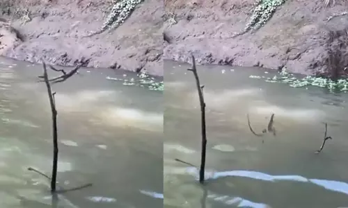 நீரில் மூழ்காமல் நடந்து செல்லும் பல்லி - வைரலாகும் வீடியோ