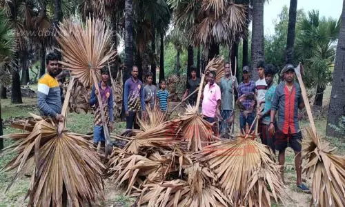 உடன்குடி  பகுதிமக்கள்  பனைஓலை சேகரிப்பில் தீவிரம்