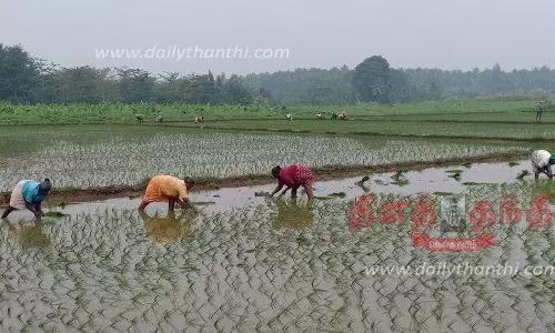 கம்பத்தில் 2-ம் போக சாகுபடிக்கு நெல் நடவு பணி தீவிரம் கம்பத்தில் 2-ம் போக சாகுபடிக்கு நெல் நடவு பணி தீவிரம்