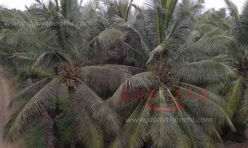 இலை கருகல் நோய் பரவல் அதிகரிப்பு