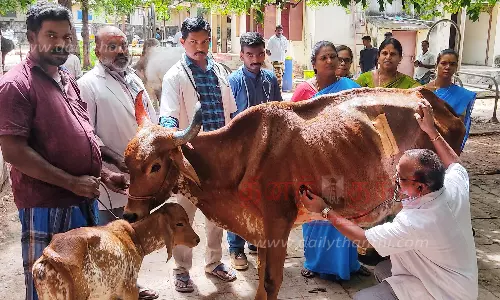 பசுவின் வயிற்றில் 65 கிலோ பாலித்தீன் கழிவுகள்