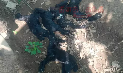 அம்மாபேட்டை பகுதியில் தொடர்ந்து ஆடுகளை கொல்லும் வெறிநாய்கள்; விவசாயிகள் வேதனை