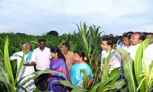 மழையால் சேதமடைந்த பயிர்களை கனிமொழி எம்.பி. பார்வையிட்டார்
