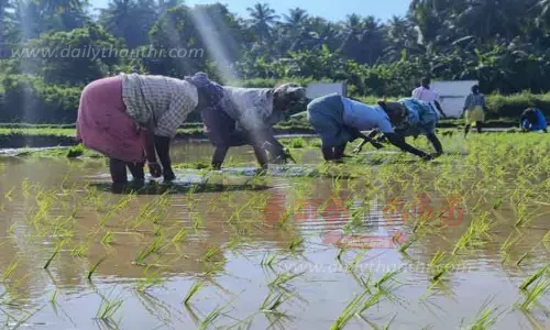 ஆனைமலையில் 2-ம் போக நெல் சாகுபடிக்கு வயல்களில் நாற்று நடும் பணி மும்முரம்