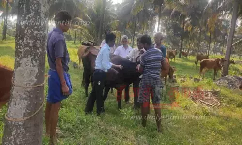 சொக்கனூரில் கால்நடைகளுக்கு அம்மை நோய் தடுப்பூசி முகாம்