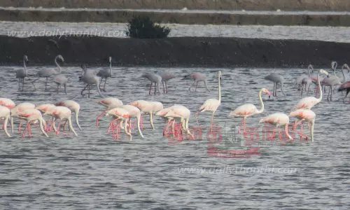 கோடியக்கரை சரணாலயத்தில் அதிக அளவில் குவியும் பறவைகள்