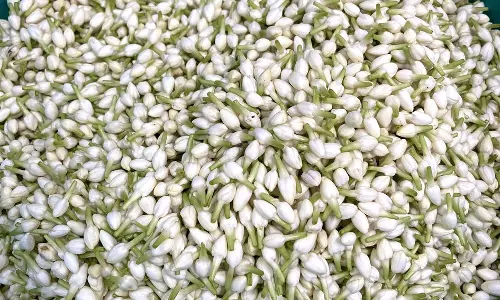 வரத்து குறைவால் மல்லிகைப்பூ கிலோ ரூ.3 ஆயிரத்து 500-க்கு விற்பனை: விவசாயிகள் மகிழ்ச்சி வரத்து குறைவால் மல்லிகைப்பூ கிலோ ரூ.3 ஆயிரத்து 500-க்கு விற்பனை: விவசாயிகள் மகிழ்ச்சி