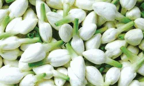 பனிப்பொழி: கரூர் மார்க்கெட்டில் பூக்களின் விலை கிடுகிடு உயர்வு பனிப்பொழி: கரூர் மார்க்கெட்டில் பூக்களின் விலை கிடுகிடு உயர்வு