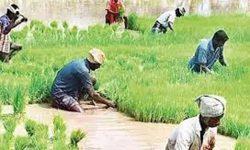 14,635 எக்டேர் பரப்பளவில் சம்பா, தாளடி சாகுபடி 14,635 எக்டேர் பரப்பளவில் சம்பா, தாளடி சாகுபடி