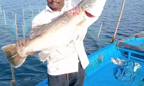 மீனவர் வலையில் சிக்கிய 5 கிலோ எடை கொண்ட கொடுவா மீன் மீனவர் வலையில் சிக்கிய 5 கிலோ எடை கொண்ட கொடுவா மீன்