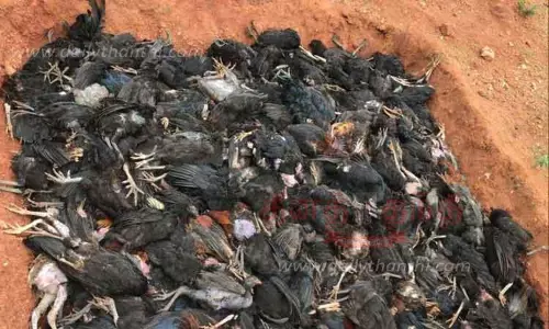 திடீரென செத்து மடிந்த கோழிகள் திடீரென செத்து மடிந்த கோழிகள்