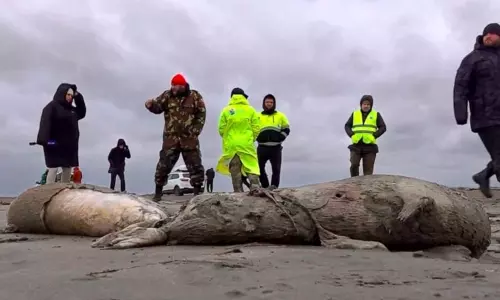 ரஷியாவின் காஸ்பியன் கடற்கரையில் 2,500 சீல்கள் செத்து கரை ஒதுங்கியதால் பரபரப்பு!