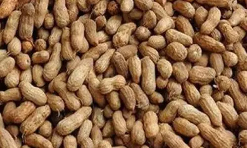 ரூ.8 லட்சத்திற்கு நிலக்கடலை ஏலம் ரூ.8 லட்சத்திற்கு நிலக்கடலை ஏலம்