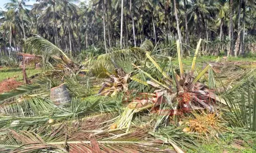 பொள்ளாச்சி-திண்டுக்கல் இடையே  நான்கு வழிச்சாலை பணிக்காக தென்னை மரங்கள் வெட்டி அகற்றம்-இழப்பீடு குறைவாக வழங்குவதாக விவசாயிகள் குற்றச்சாட்டு