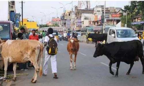 திருக்கழுக்குன்றம் பகுதியில் மாடுகள் சாலையில் சுற்றி திரிவதால் வாகன ஓட்டிகள் அவதி; பேரூராட்சி நடவடிக்கை எடுக்க பொதுமக்கள் கோரிக்கை திருக்கழுக்குன்றம் பகுதியில் மாடுகள் சாலையில் சுற்றி திரிவதால் வாகன ஓட்டிகள் அவதி; பேரூராட்சி நடவடிக்கை எடுக்க பொதுமக்கள் கோரிக்கை